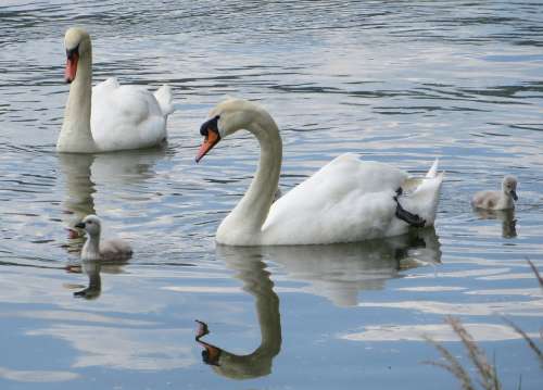 Swans Birds Waterfowl Sublime Beautiful Graceful