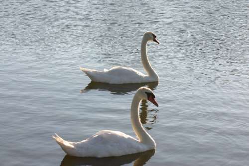 Swans Wildlife Nature Bird Lake Elegance Peaceful