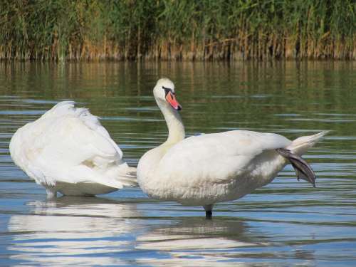 Swans Birds Water Water Bird Feather White