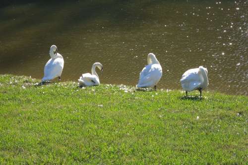 Swans Molting Pruning Feathers Bird Birds Swan