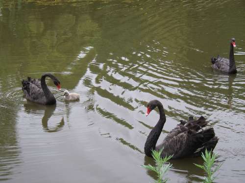 Swans In Rostov Zoo