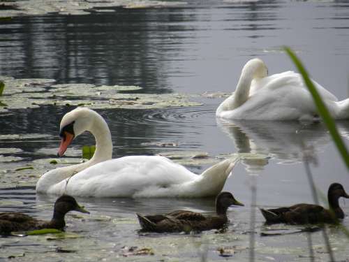 Swans Pond Water Animal White Swan Swan Family