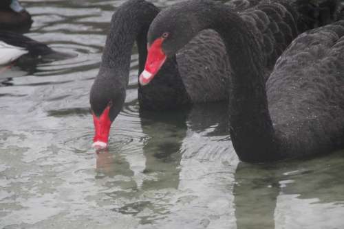 Swans Swan Bird Lake Water Pond Ducks