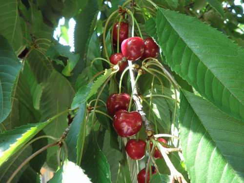 Sweet Cherry Ripe Red Fruit Branch Cherries