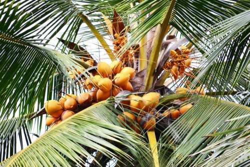 Sweet Coconut Orange Coconut Coconut Coconut Tree