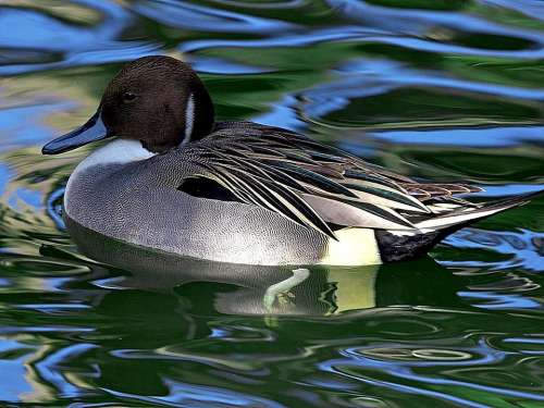 Swimming Mallard Duck Birds Animals Fauna