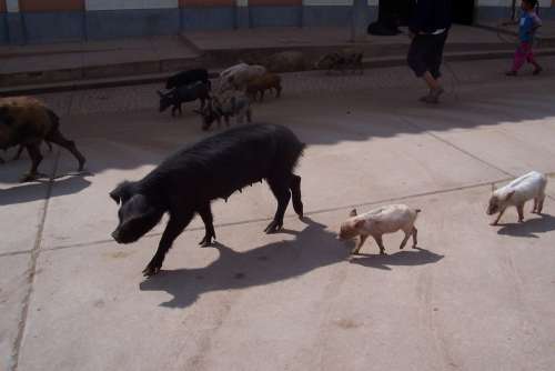 Swine Pig Peru Animal Piggy Livestock Piggies