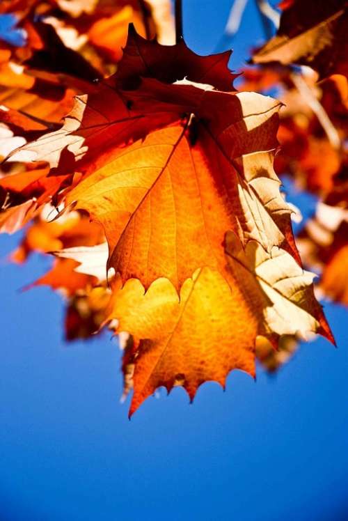 Sycamore Leaves Leaf Landscapes Nature