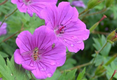 Syrphid Fly Insect Flower Lilac Nature Wildlife