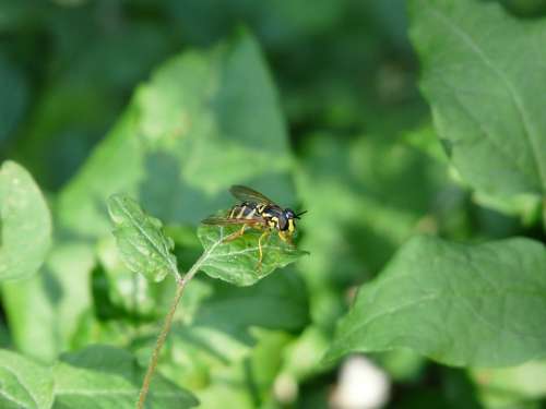 Syrphide Hoverfly Wasp Insect Nature Macro Green