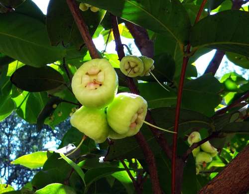 Syzygium Jambos Tree Rose Apple Fruit Tropical