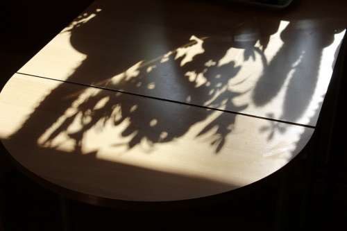 Table Shadow Hispanic Plant