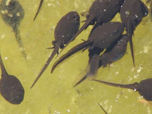 Tadpoles Water Transformation Nature Waters Swim