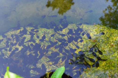 Tadpoles Pond Water Froschbabies