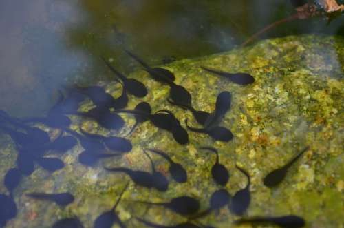 Tadpoles Pond Water Frogs