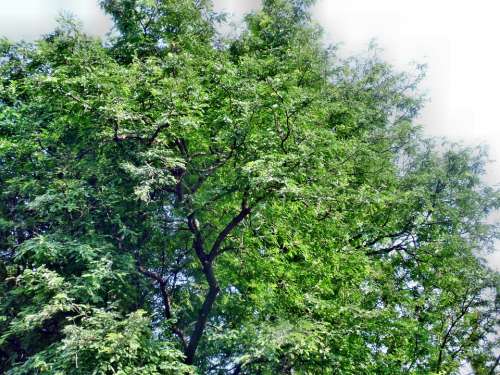 Tamarind Tree Nature Green Fresh Leaf Tropical