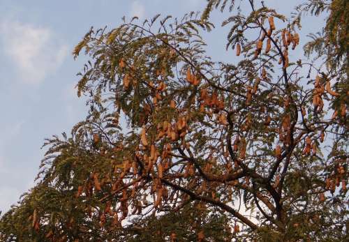 Tamarind Tree Tamarindus Indica Tree Fruit Sour