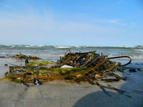 Tang Beach Sea Coast Wave Flotsam Seaweed