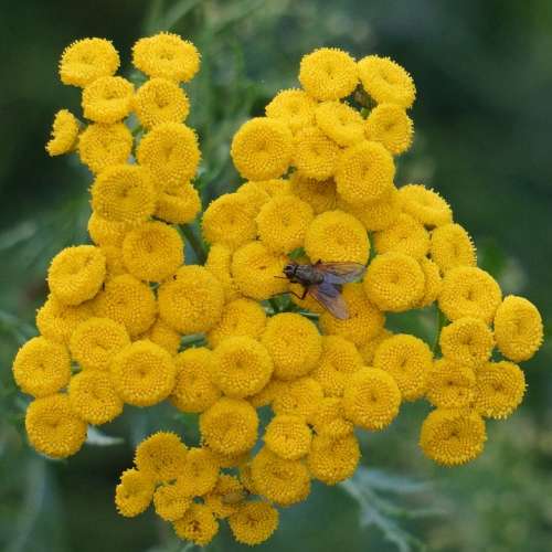 Tansy Tanacetum Vulgare Yellow Blooms Button Flower