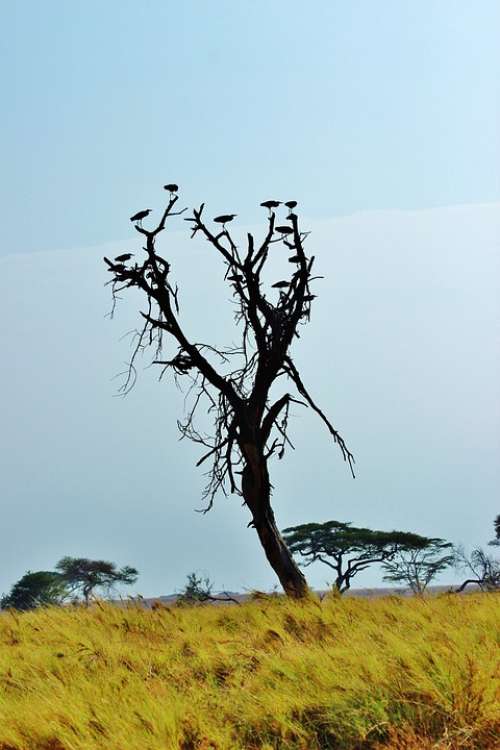 Tanzania Africa Safari Serengeti Nature Serengeti