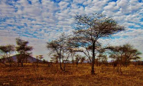 Tanzania Serengeti National Park Nature Serengeti