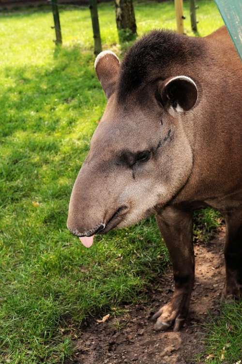 Tapir Mammal Perissodactyla Wilderness Old Genus