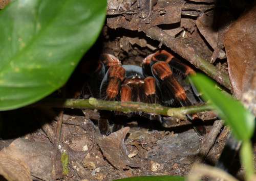 Tarantula Spider Insect Exotic Cave Lurking
