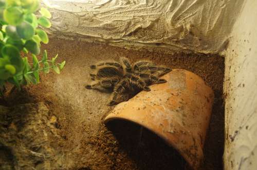 Tarantula Spider Macro Creepy Fear Arachnophobia