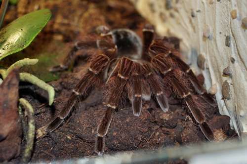 Tarantula Spider Macro Creepy Fear Arachnophobia