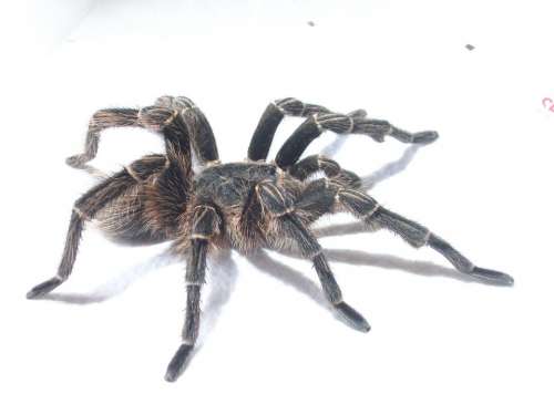 Tarantula Spider Animals Exotic South America