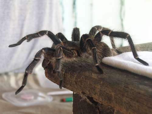 Tarantula Spider Hairy Arachnophobia South America