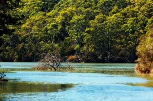 Tasmania River Water Landscape Scenic Forest