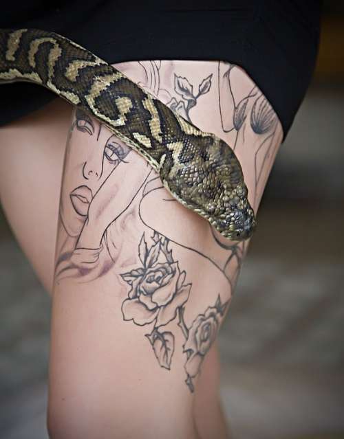 Tattoo Snake Python Pet Snake Pythoninae Animal
