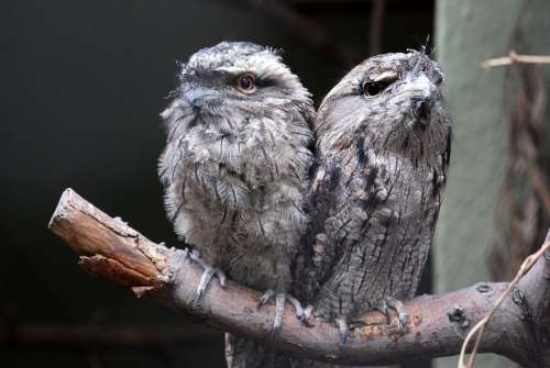 Tawny Frogmouth Australia Owl-Like Bird Pair