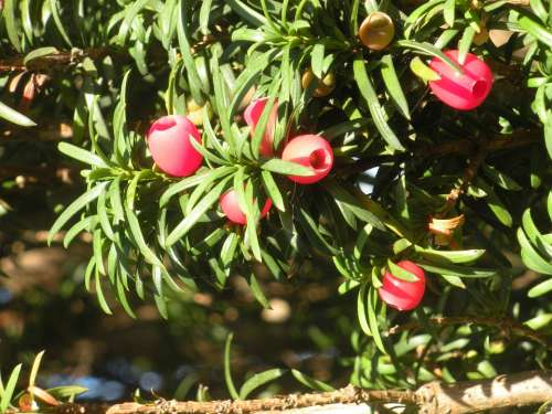 Taxus Hicksii Evergreen Red Berries Red Green