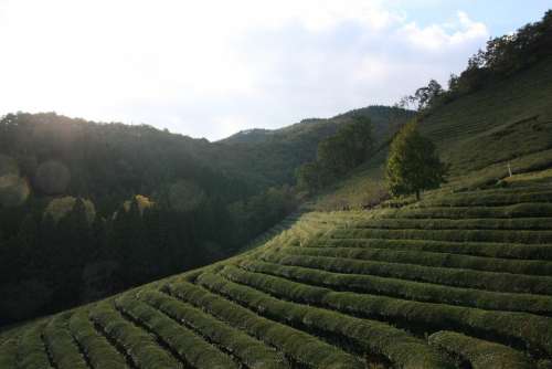 Tea Scenery Green Tea Plantation Boseong