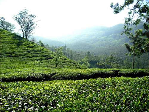 Tea Plantation Tea Plantation India Hills Green