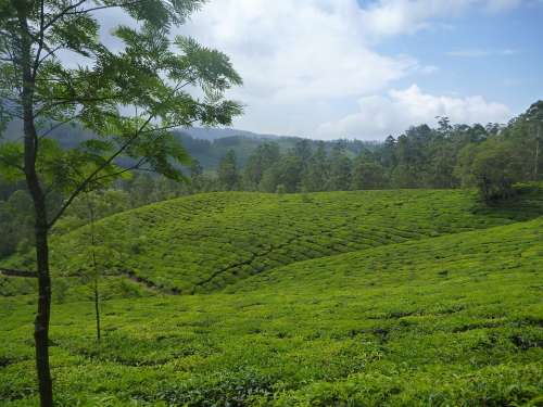 Tea Plantation Plantation Landscape Tree Green