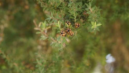 Tea Tree Leptospermum Scoparium Mānuka New Zealand