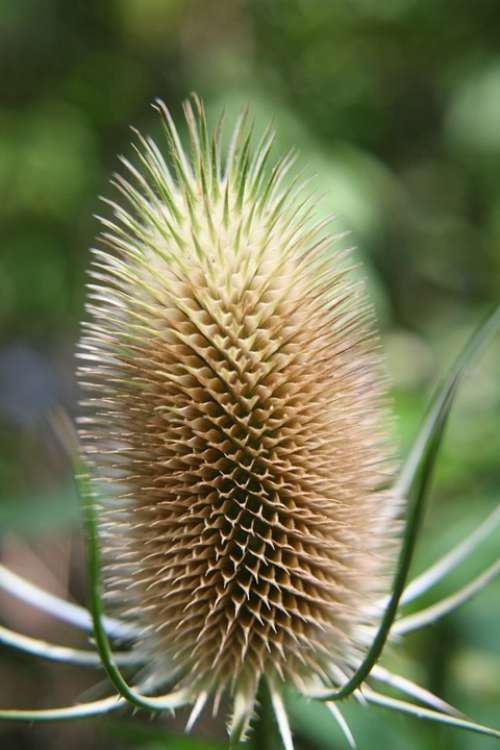 Teasels Dipsacus Prickly Summer Autumn Seed Plant