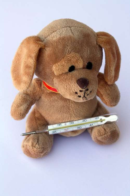 Teddy Dog Stuffed Animal Ill Injured Fever