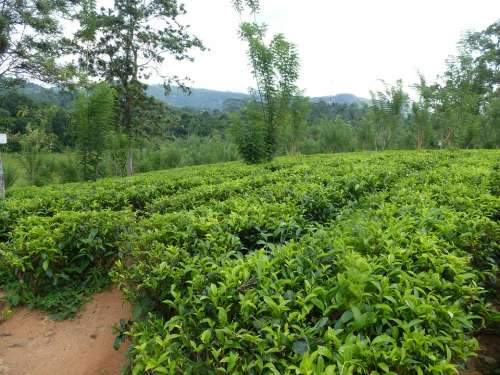 Tee Tea Plantation Sri Lanka
