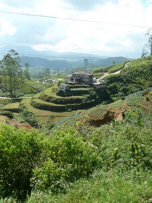 Tee Cultivation Terraces Ceylon Sri Lanka Landscape