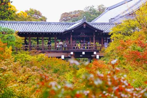 Temple Tofukuji Temple Shrine Scenery Maple Leaves