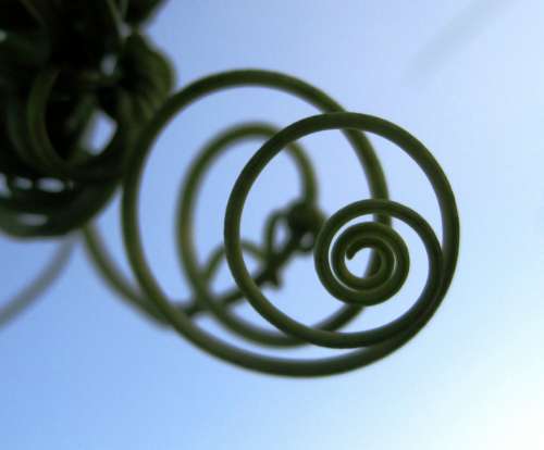 Tendril Climber Spiral Plant Green Circles