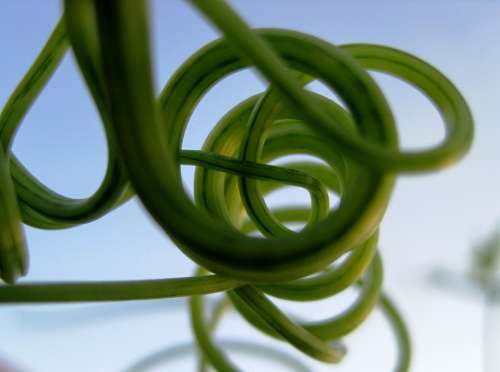 Tendrils Climber Green Curled Curved Twisted