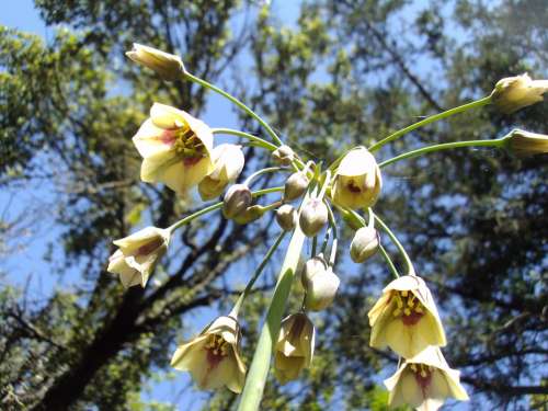 Termessos Endemic Flower