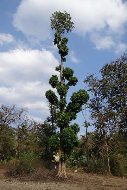 Terminalia Tree Tall Forest Western Ghats India
