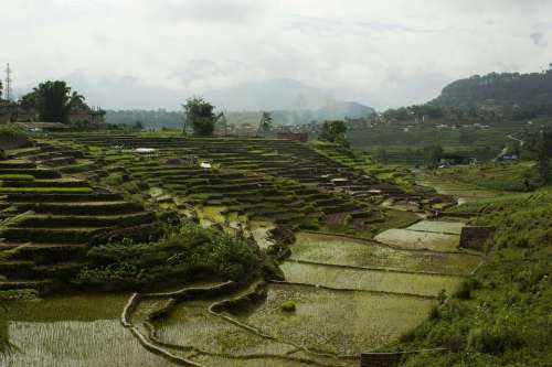 Terrains Rice Rice Field Terrace Farming Nepal
