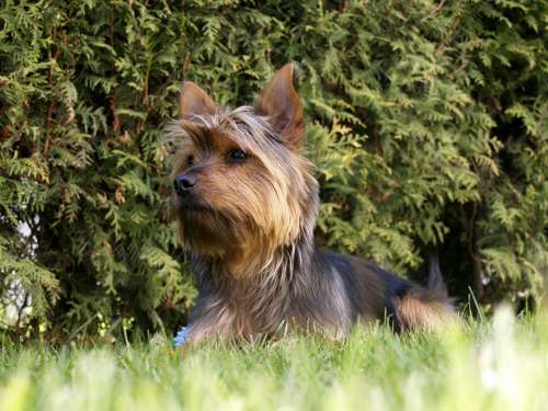 Terrier Dog Small Puppy Canine Pet Lying Grass